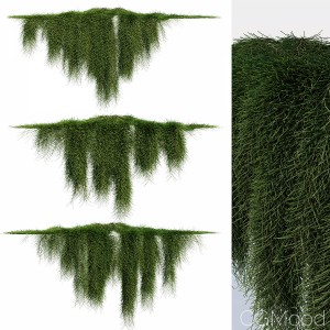 Creeper - Casuarina Glauca - 3 Modular Pieces