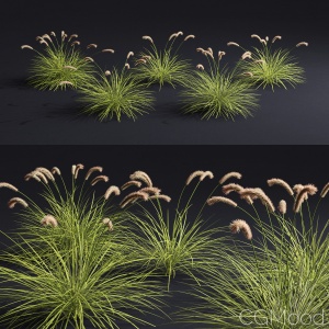 pennisetum fox tail