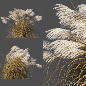 Miscanthus Sinensis Dry