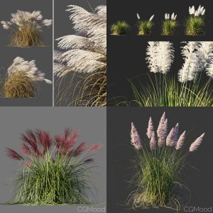 Ornamental grasses vol.1