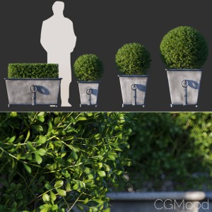 Boxwood In Rh Estate Zinc Ring Square Planters