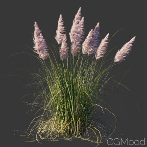 Cortaderia Selloana Rosea