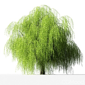 Willow Tree