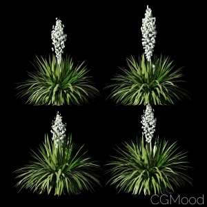 Blooming Yucca. 4 Models