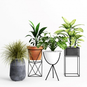 Plants And Planters  4