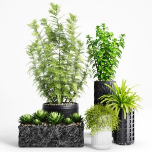 Plants And Planters 5