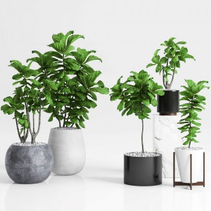 Plants And Planters 6 (ficus Lyrata)