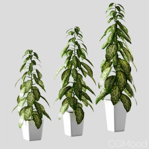 Plant In The Pot. Dieffenbachia. 3 Models