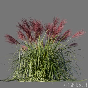 Miscanthus Sinensis Rotfeder