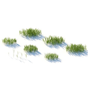 Wild Grass V.2