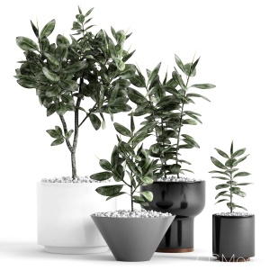 Plants And Planters 7 (ficus Elastica)