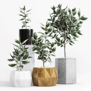 Plants And Planters 8 (ficus Elastica Variegata)