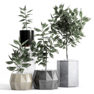 Plants And Planters 9 (ficus Elastica)