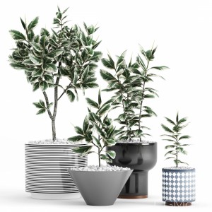 Plants And Planters 10 (ficus Elastica Variegata)