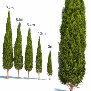 Mediterranean Cypress