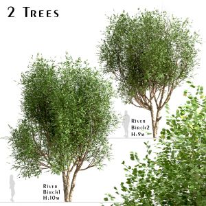 Set Of River Birch Trees (Betula Nigra) (2 Trees)