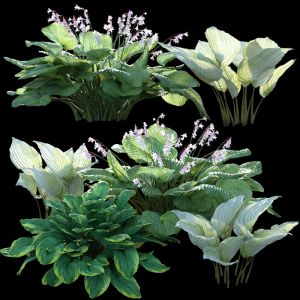 Hosta (funkia)