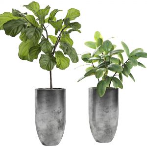 Ficus Two Species