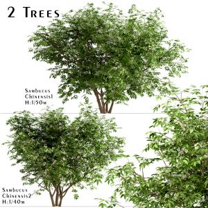 Set Of Sambucus Chinensis Trees ( Elderberry )