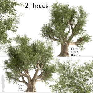 Set Of Olive Trees (Olea Europaea) (2 Trees)