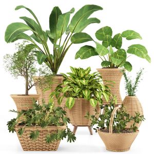 Indoor Plants Collection001