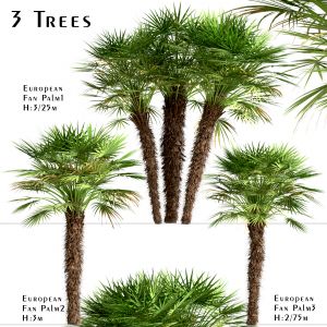 Set Of European Fan Palm Trees(Chamaerops Humilis)