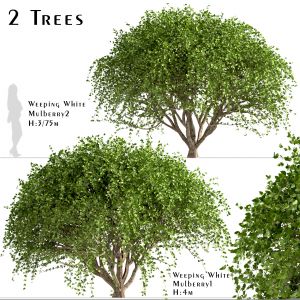 Set Of Weeping White Mulberry Trees(Morus Pendula)