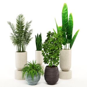 Decorative Indoor Plants