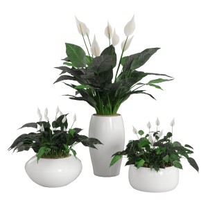 Peace Lily