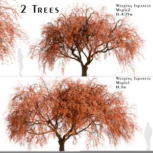 Set Of Weeping Japanese Maple Trees(Acer Palmatum)