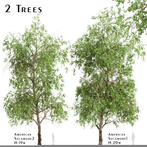 Set Of American Sycamore Trees (Platanus)