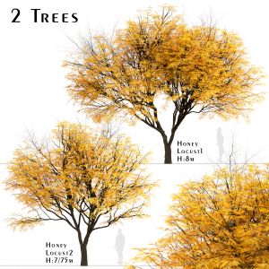 Set Of Honey Locust Trees (Gleditsia Triacanthos)