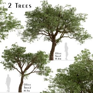 Set Of Olive Trees (Olea Europaea) (2 Trees)