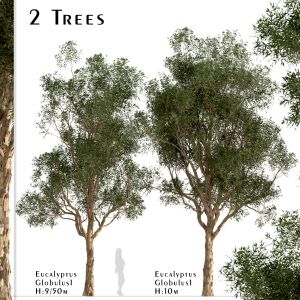 Set of Eucalyptus Globulus Trees (Blue gum)