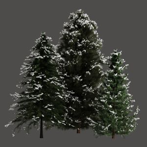 Pine Snowy Trees