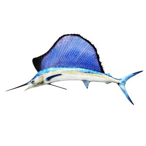 Sailfish