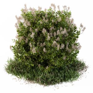 Bacharis Pilularis With Wild Grass - Outdoor 47