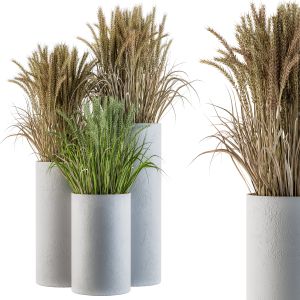 Wheat With Wild Grass In Concrete Round Pot