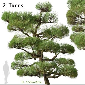 Set Of Pinus Thunbergii Tree (Japanese Black Pine)