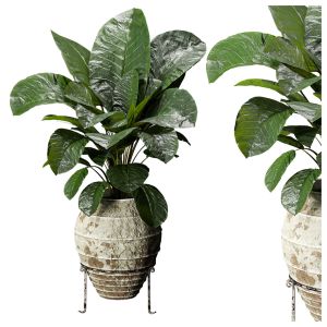 Indoor Plants-elephant Fronds