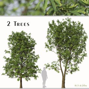 Set Of Daphniphyllum Macropodum Trees False Daphne