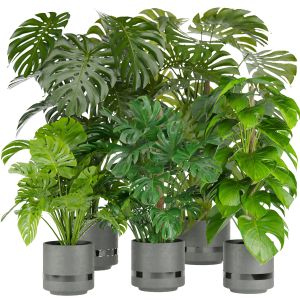 Collection Plant Vol 264 - Indoor