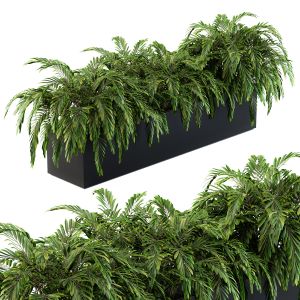 Palm Plants In Box - Outdoor Set 64