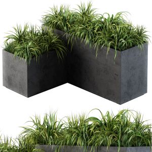 Outdoor Concrete Plant Box With Cereals And Green