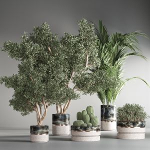 Indoor Plant Set 25