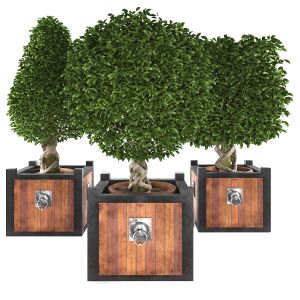 Boxwood Trees