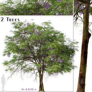 Set Of Jacaranda Mimosifolia Tree (Blue Jacaranda)