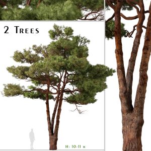 Set Of Aleppo Pine Tree ( Pinus Halepensis )