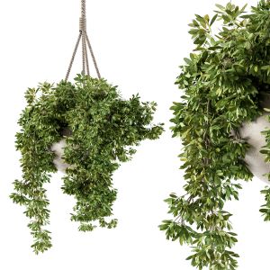 Hanging Pot Plant - Set 82