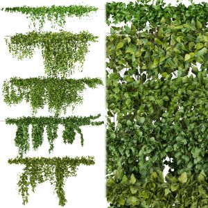 Collection Plant Vol 266 - Outdoor - Ivy - Bush